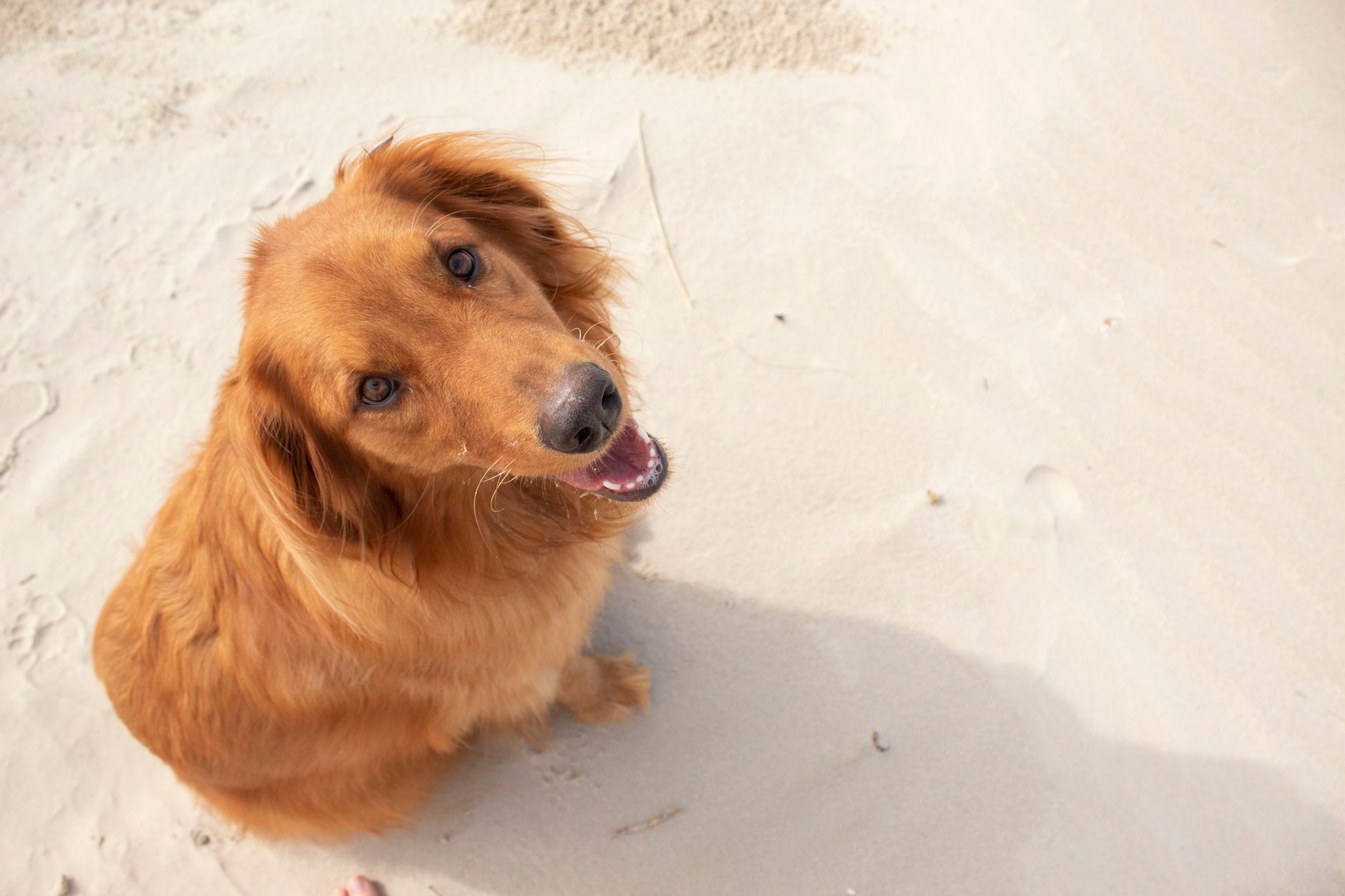A happy golden-coated dog sitting on warm sand in the sun